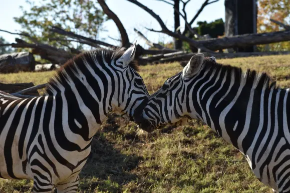 Casino Hot Line Assistance